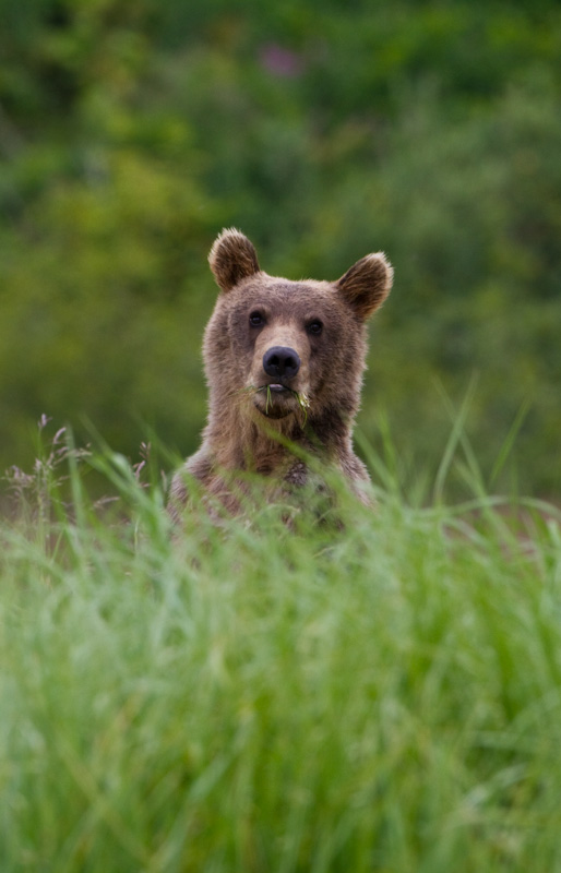 Grizzly Bear Cub